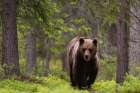 A European brown bear walking in the forest Kuhmo-Oulu-Finland Art Print